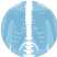 Spine