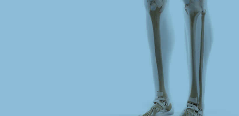 Tibia