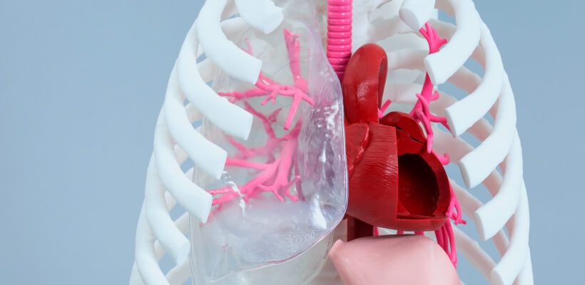 Bronchi Preoperative simulator model