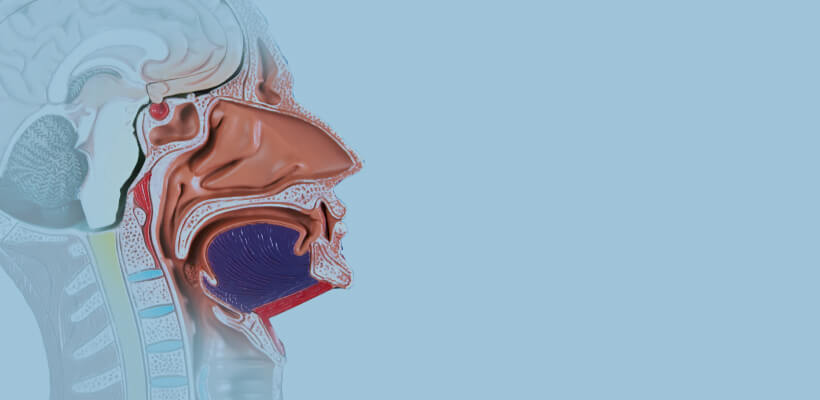 Nasal cavity Preoperative simulator model